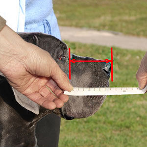 How to measure properly your Labrador