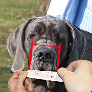 How to measure the width of snout for Labrador