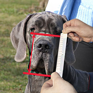 How to measure the height of snout size