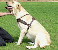 Tracking/Pulling Leather Dog Harness For Labrador