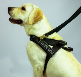 Labrador Dog Supplies