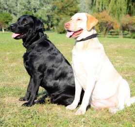 Labradors